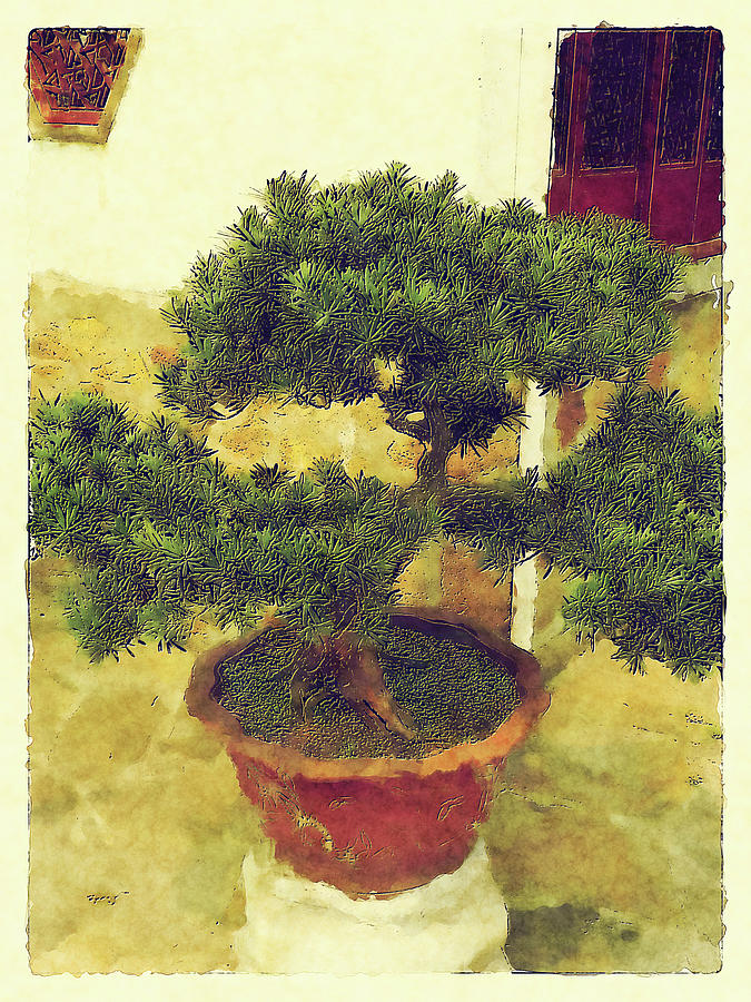 Green Bonsai Tree  Photograph by Cathy Anderson