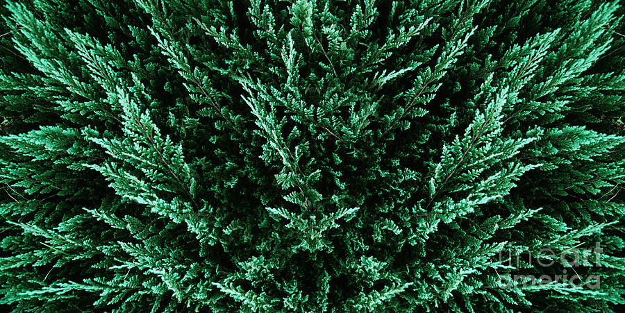 Green botanical trendy texture background from above. Dark moody Photograph by Jelena Jovanovic