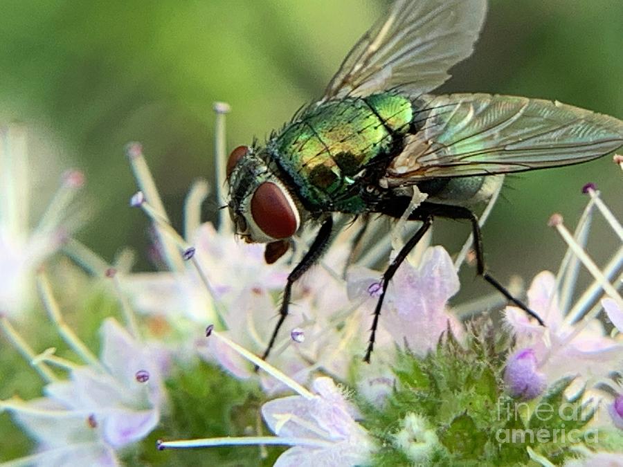 Green bottle fly Photograph by Catherine Wilson