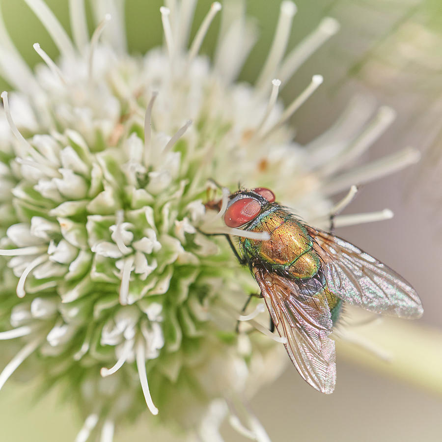 Green Bottle Fly Photograph by Jim Hughes