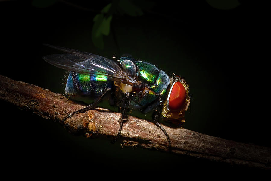 Green Bottle Fly Photograph by Mark Andrew Thomas
