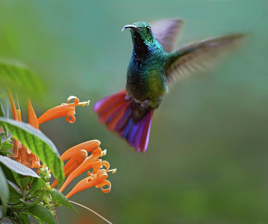 Green Breasted Mango Hummingbird At Flame Vine Photograph By Tim 