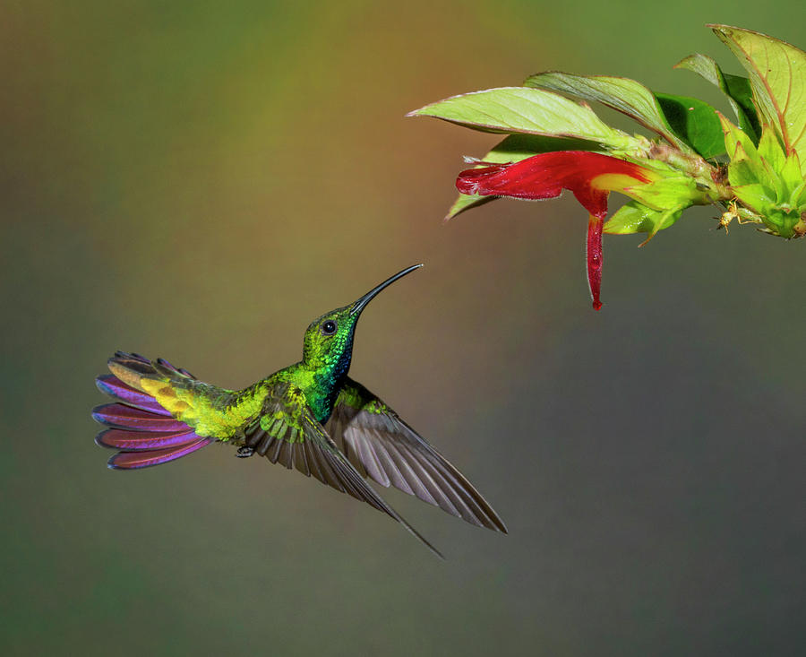 Green-breasted Mango Hummingbird Photograph by Denise Saldana