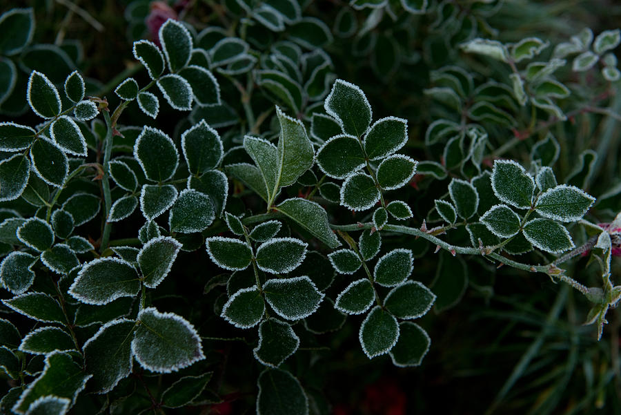 green Bush covered with frost in the garden Photograph by Nic_Ol
