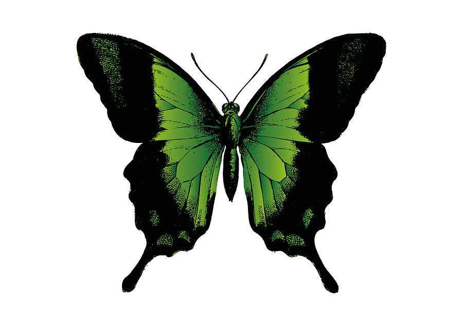 Green Butterfly Digital Art by Eclectic at Heart