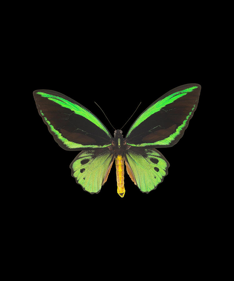 Green Butterfly Gifts Digital Art by Caterina Christakos