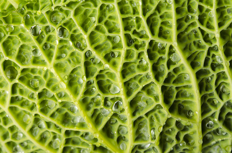 Green Cabbage, Leaf, Gout Photograph by Mogala