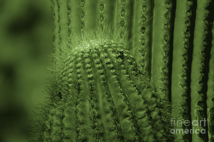 Green Cactus Photograph by Mary Mikawoz