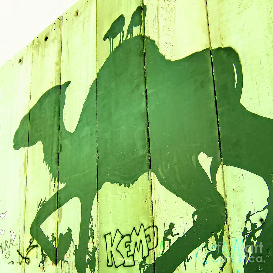 Green Camel Photograph by Munir Alawi