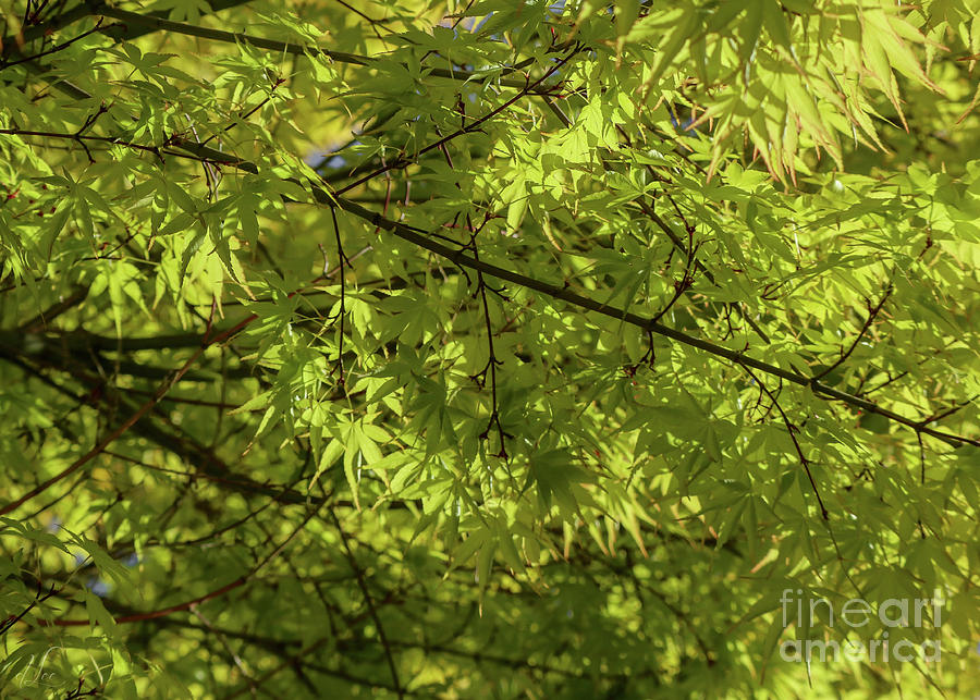Tree Photograph - Green Canopy by D Lee