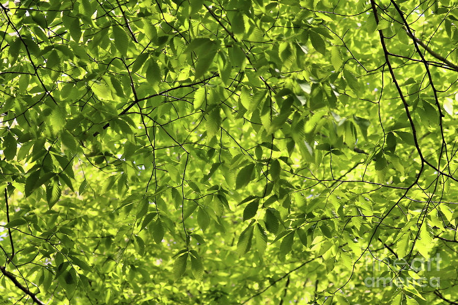 Green Canopy Photograph by Sandra Huston