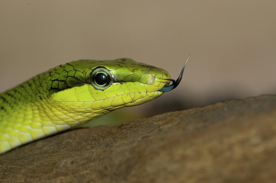 Green Cat Snake, Photograph by Sue Davids - Fine Art America