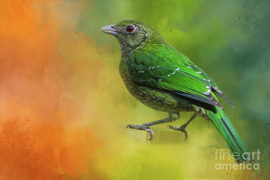 Green Catbird Photograph by Elisabeth Lucas - Fine Art America