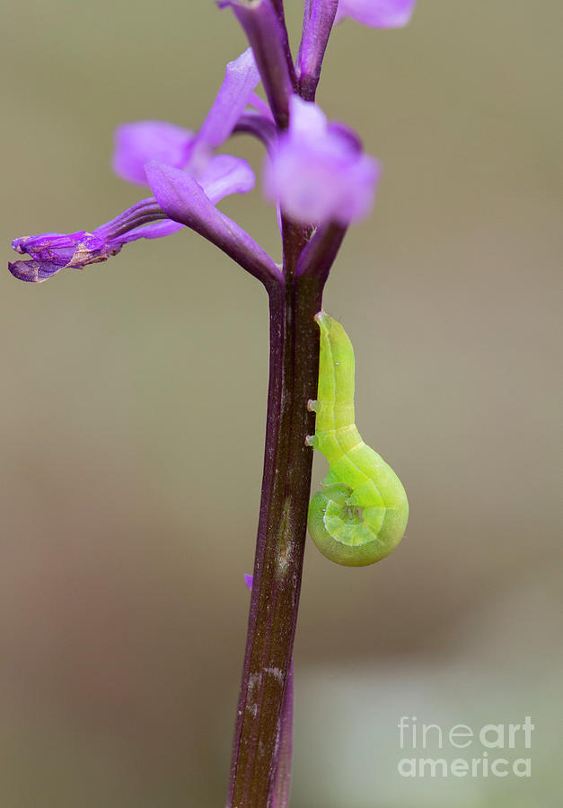 Green Caterpillar On A Orchid. Photograph by Perry Van Munster