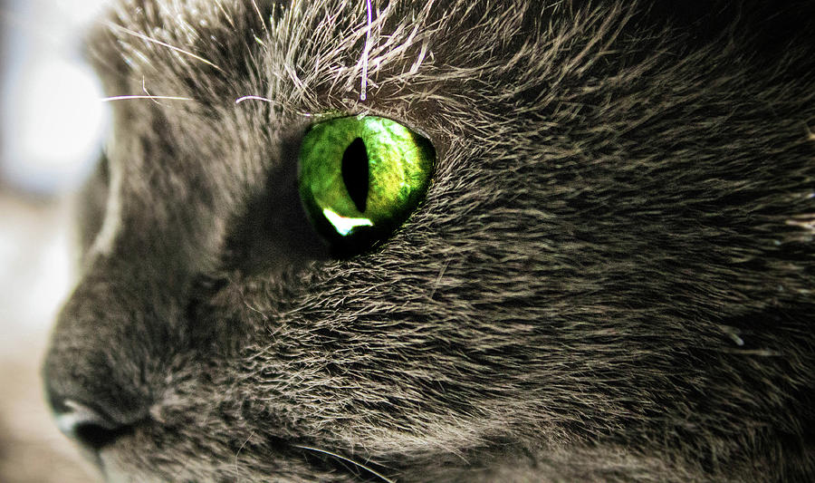 Green Cats Eye Photograph by Nicole Engstrom