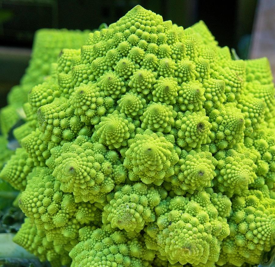 Green Cauliflower from Italy Photograph by Douglas Barnett
