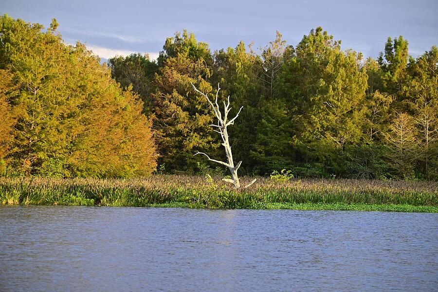 Green Cay wetlands old tree Photograph by David McKinney Green Cay wetlands old tree Photograph by David McKinney