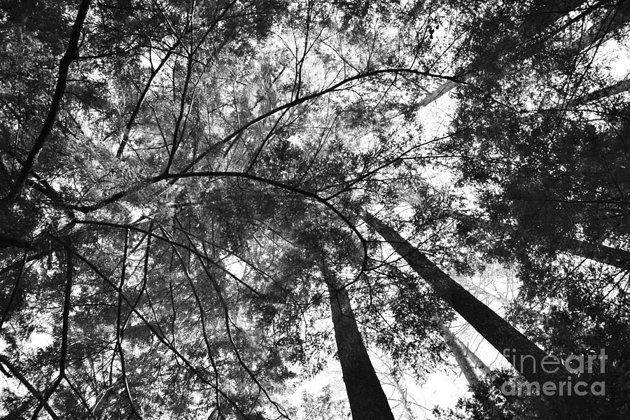 Green Ceiling By Schroon Lake Black And White Photograph by Stefania Caracciolo