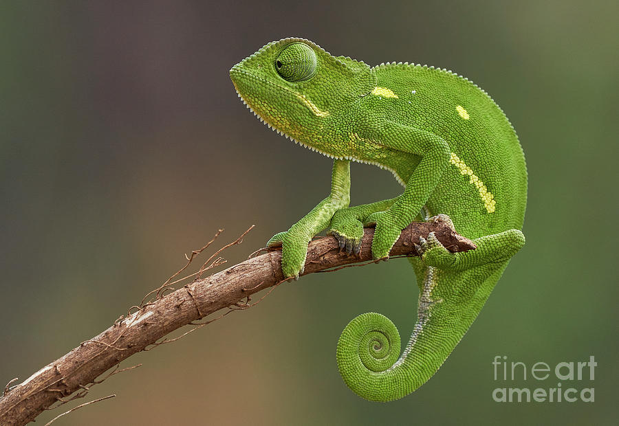 Green Chameleon Photograph by Brian Kamprath