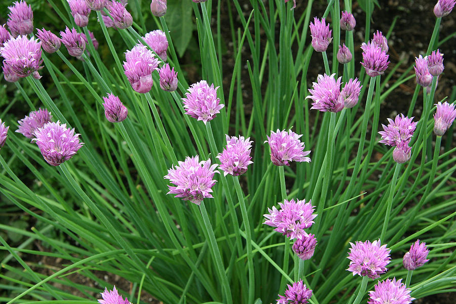 Green chives with pink flowers Photograph by Ailime