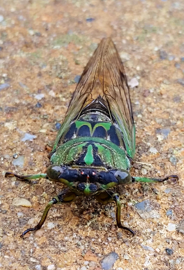 Green Cicada  Photograph by Ally White