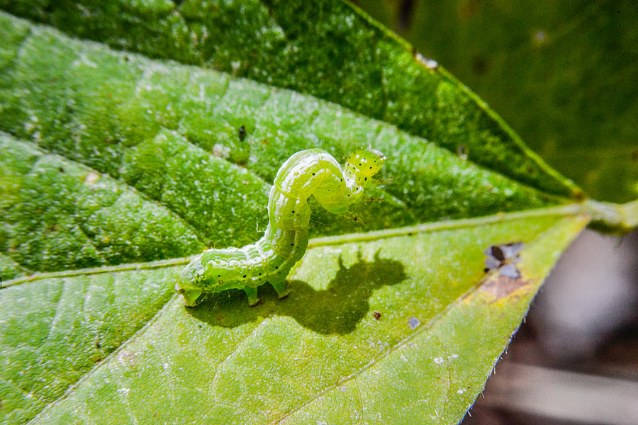 Green Cloverworm on Soybean Leaf Photograph by Lucas Ninno