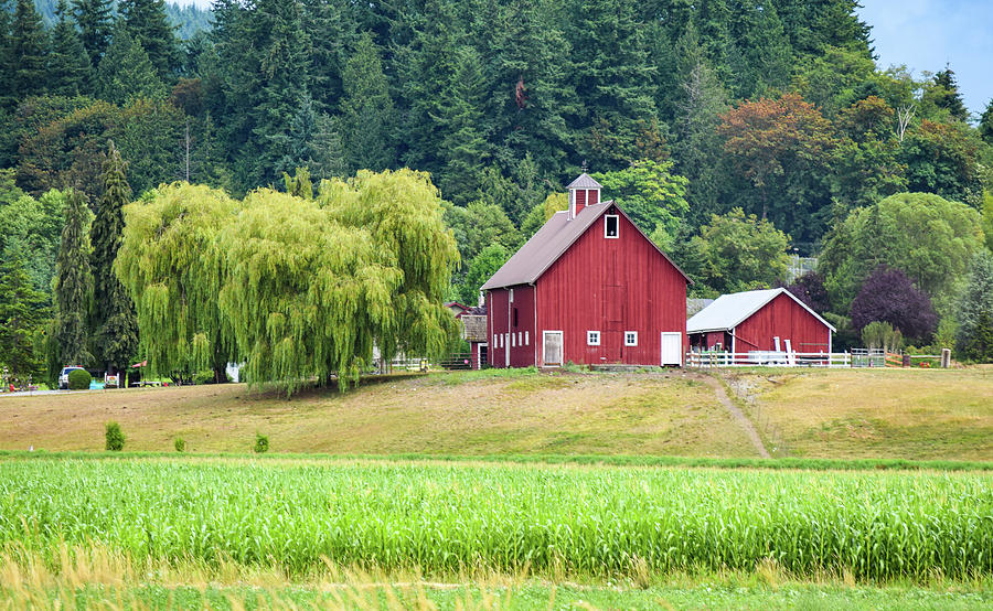 Green Corn and Red Barn Photograph by Tom Cochran