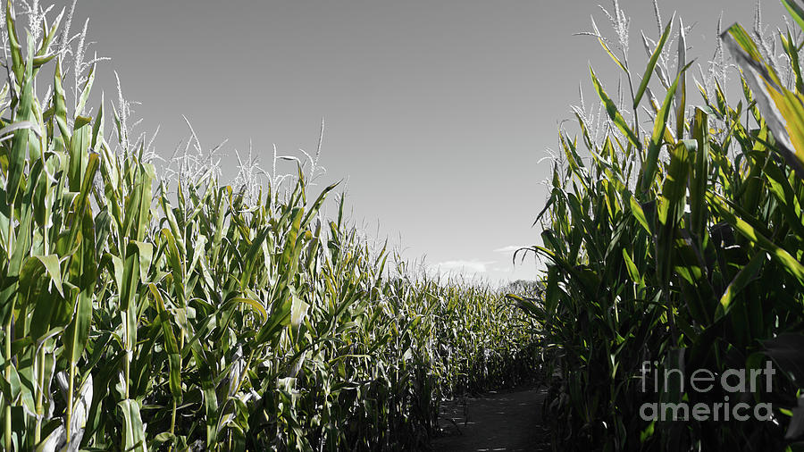 Green corn stalks Photograph by Steve Speights