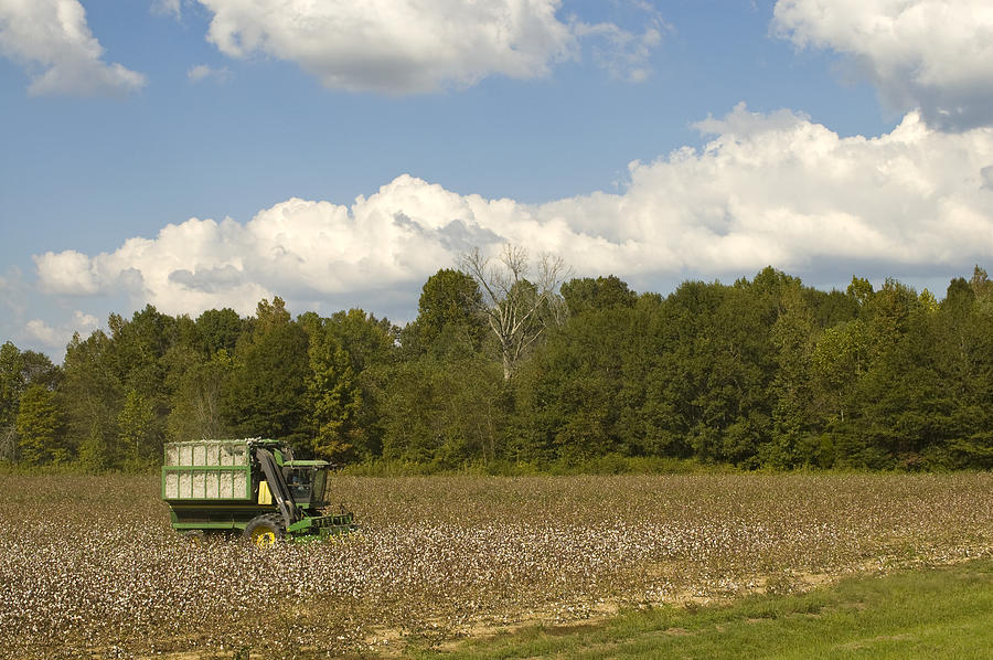 Green Cotton Picking Machine in Mississppi Photograph by Bcwh