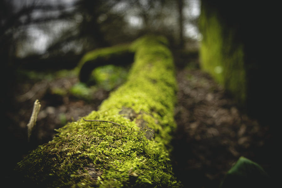 Green Covered Photograph