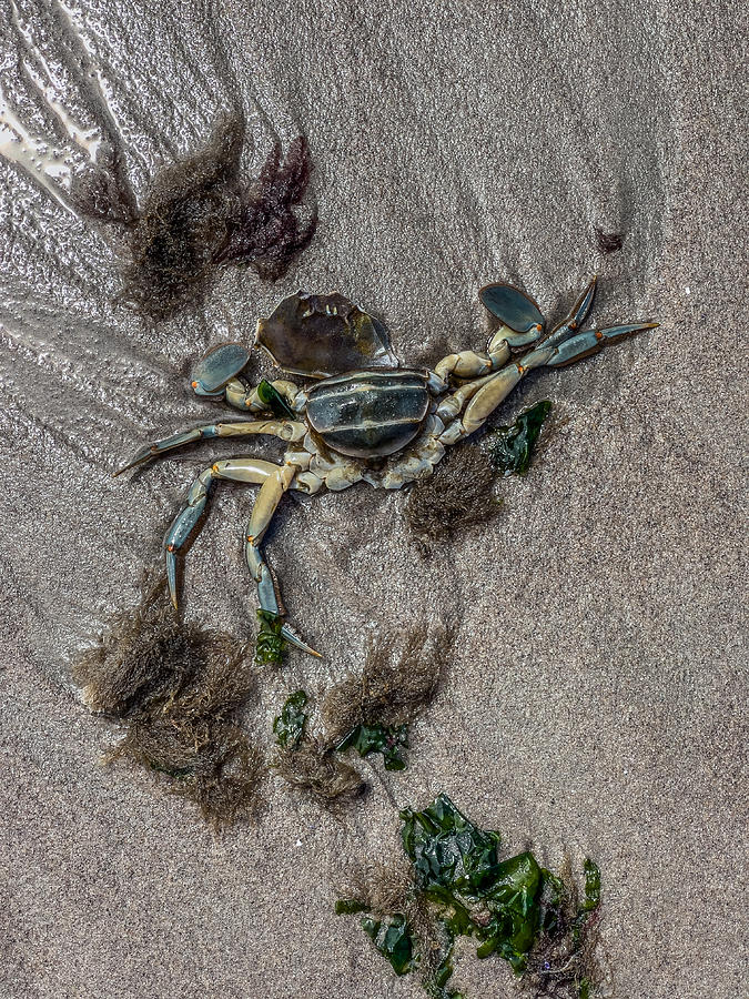 Green Crab Photograph by Cate Franklyn