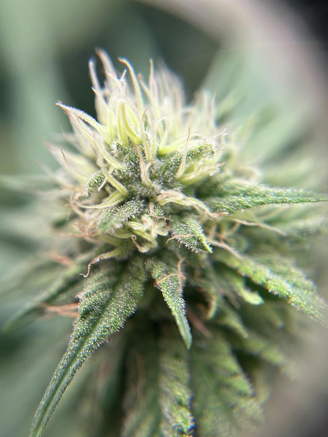 Trichomes Photograph - Green Crack Trichomes Week 5 of Flowering by Russell Anderson