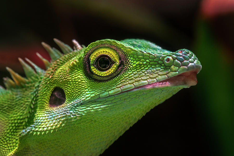 Green Crested Lizard Photograph by Arterra Picture Library