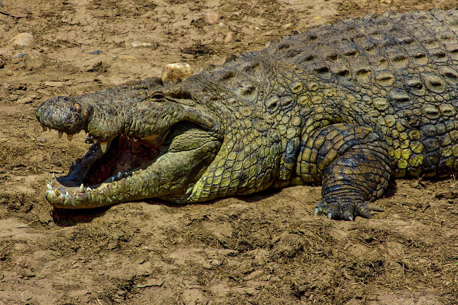 Green Crocodile Photograph By Jenna Wilson - Fine Art America