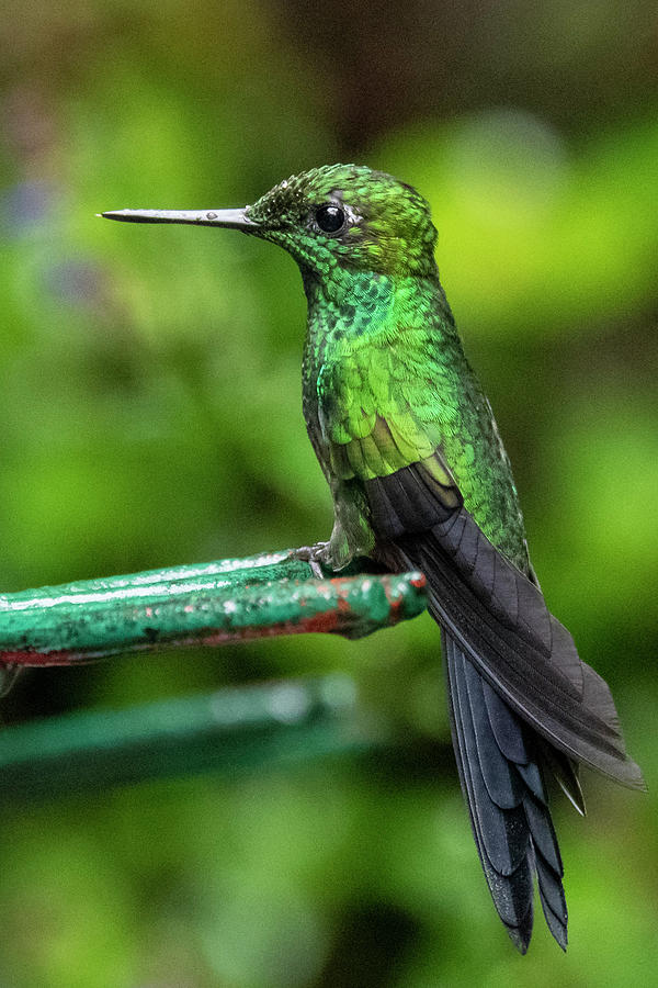 Green-crowned Brilliant Hummingbird Photograph by Ken Stampfer