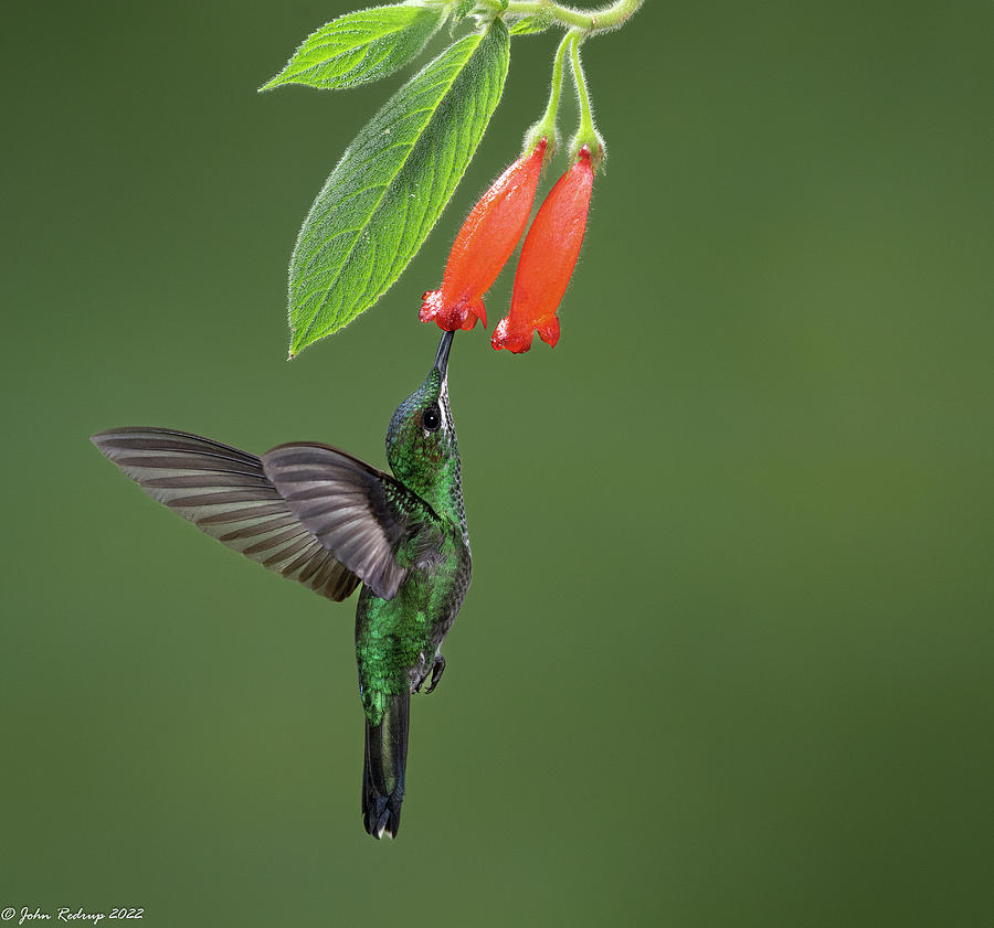 Green-crowned Brilliant Photograph By John Redrup - Fine Art America