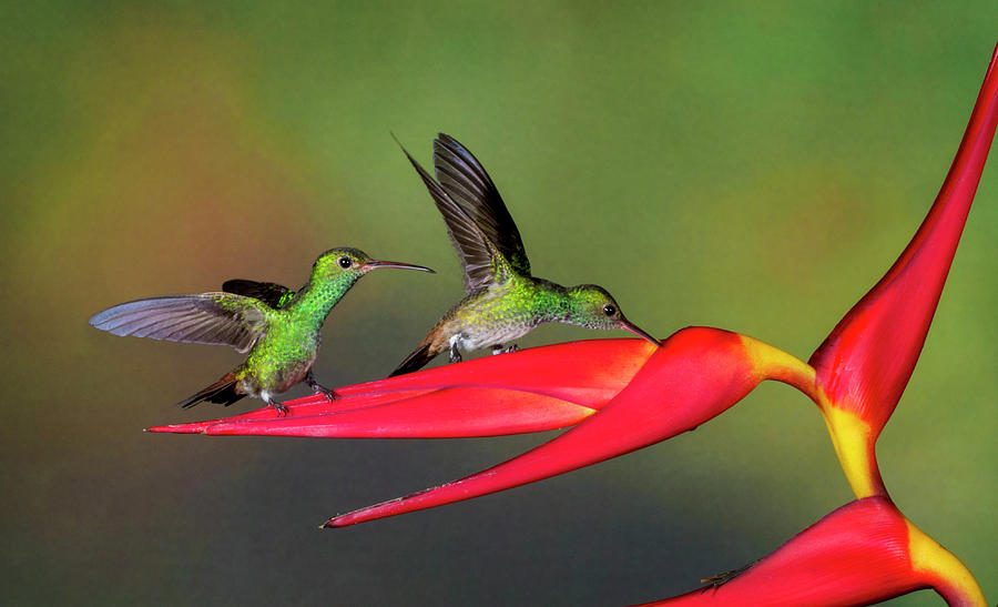 Green-crowned Brilliants on Heliconia Photograph by Denise Saldana