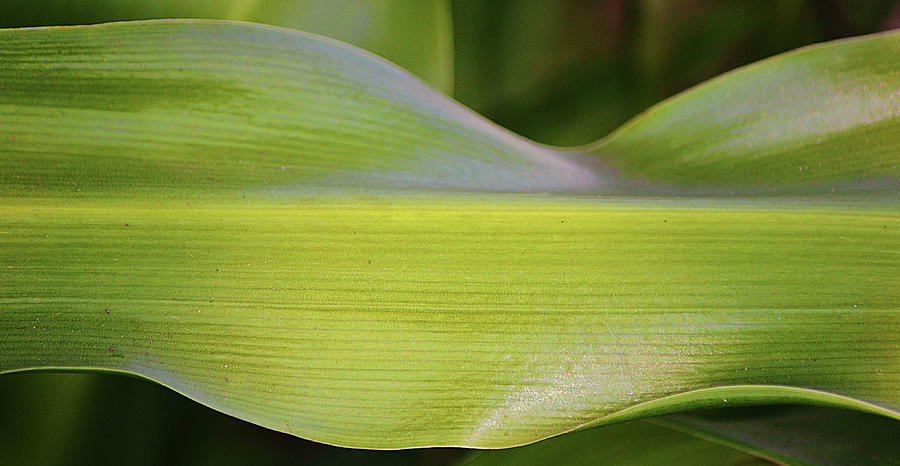 Green Curves Lily Leaf Photograph by Gaby Ethington