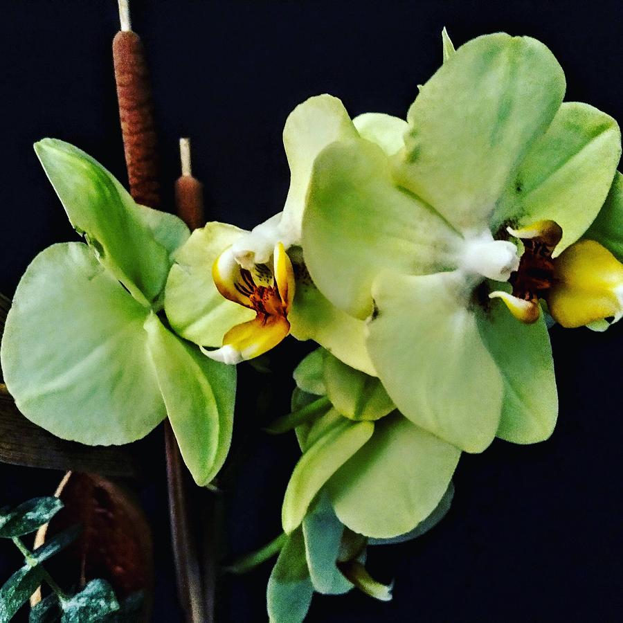 Green Cymbidium Orchid Photograph By Holly Berry Fine Art America 