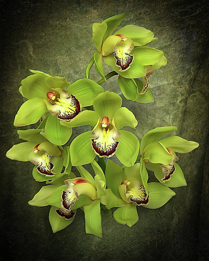 Green Cymbidium Orchids Art Photo Photograph by Lily Malor