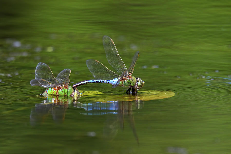 Green Darner Dragonflies Photograph by Brook Burling
