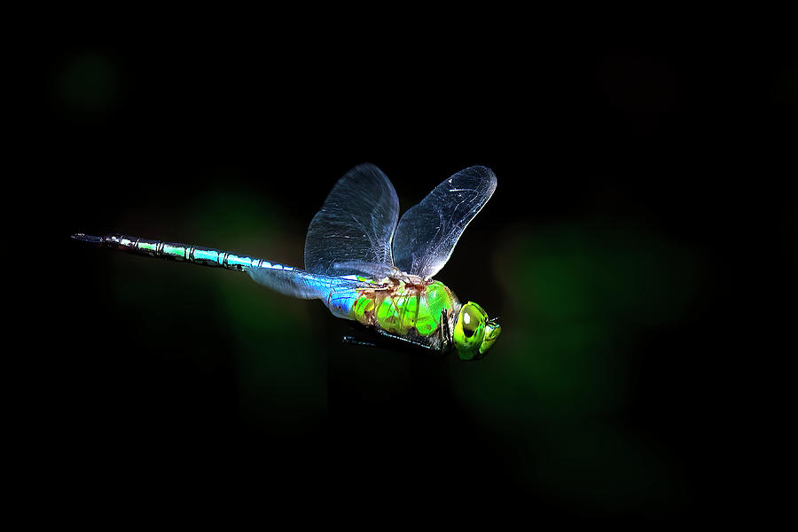 Green Darner Dragonfly in Flight Photograph by Mark Andrew Thomas