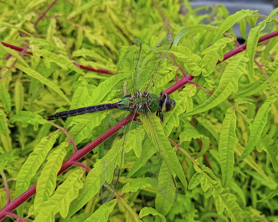 Green Darner Dragonfly Photograph by Scott Olsen