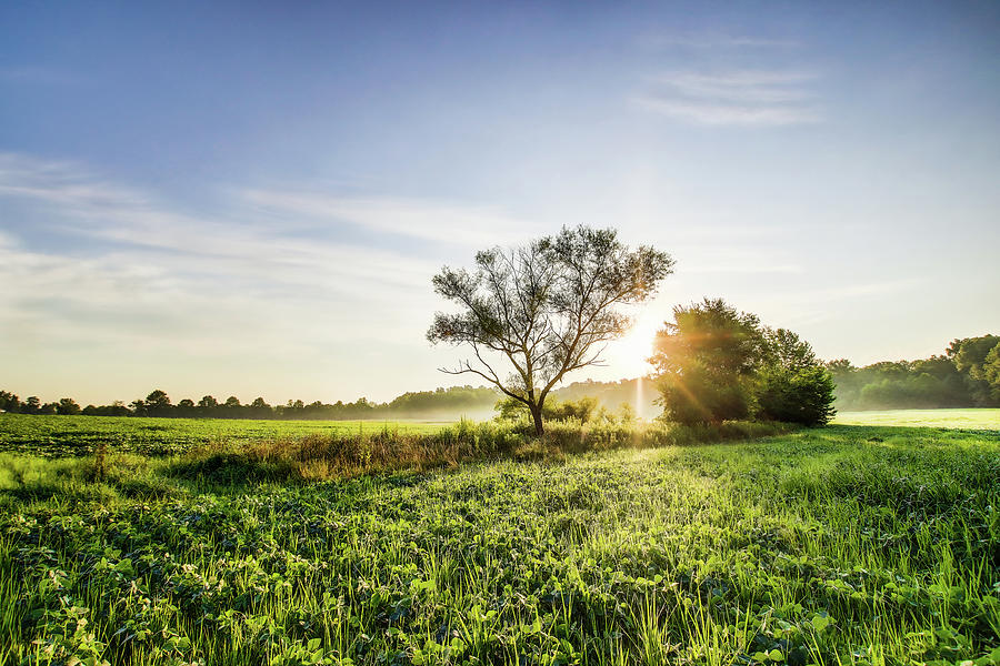 Green Dawn Photograph by Tim Kuret - Fine Art America