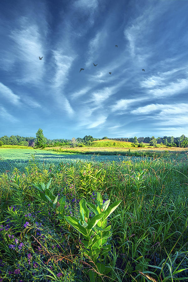 Life Photograph - Green Day by Phil Koch Life Photograph - Green Day by Phil Koch