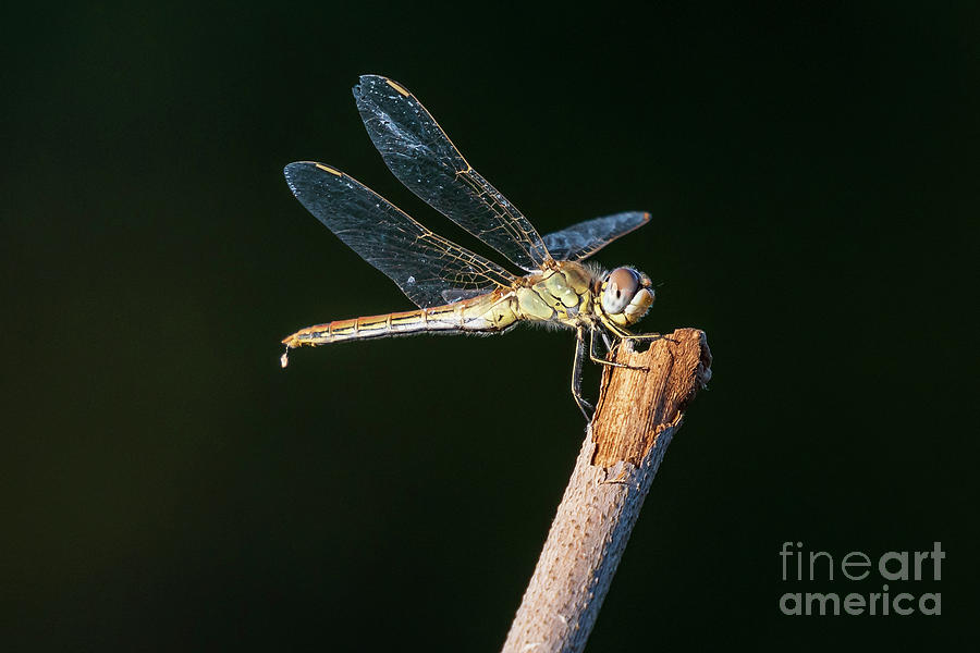 Green Dragonfly Dark Blurred Background Costa Ballena Cadiz Photograph by Pablo Avanzini