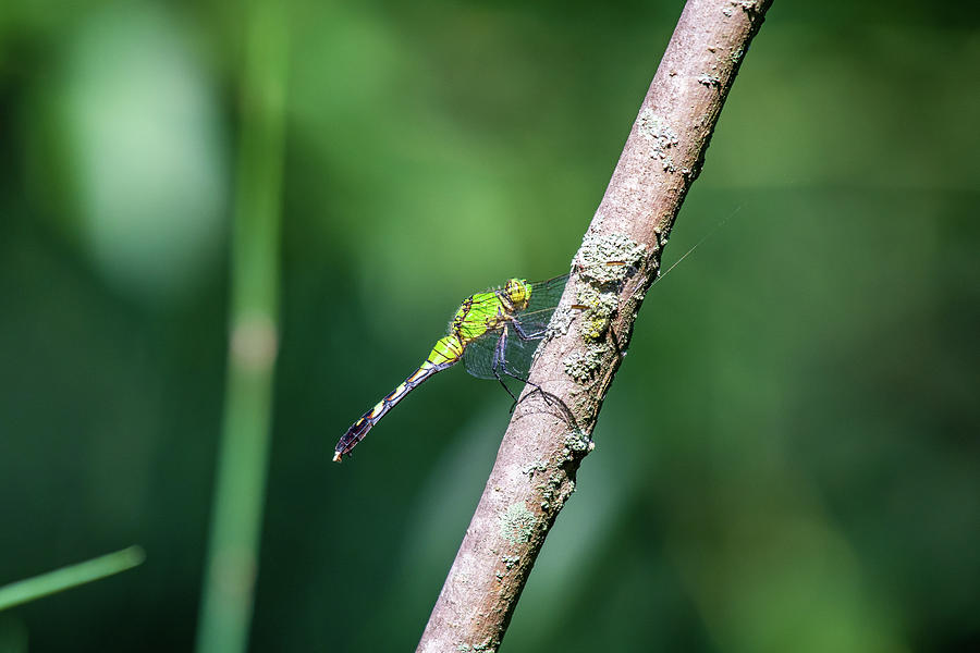 Green Dragonfly Photograph by Rose Guinther