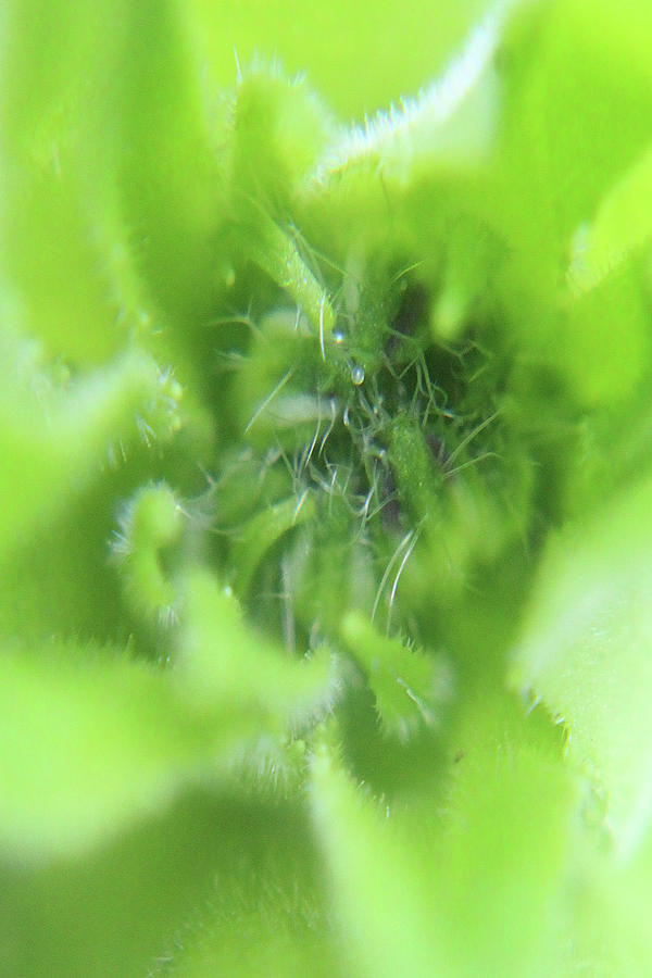Green Photograph - Green Dream by Holly Morris Green Photograph - Green Dream by Holly Morris