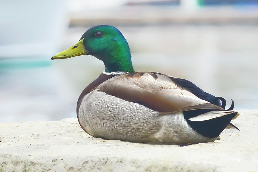 Green Duck Photograph by Jeff Cooper