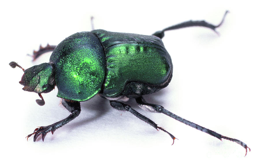 Green dung beetle Photograph by Warren Photographic
